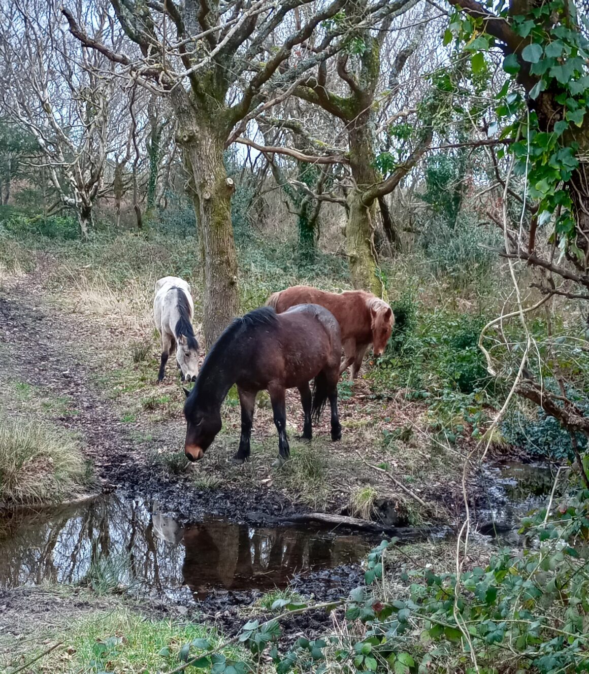 Conservation Grazing at Barton Common