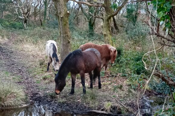 Conservation Grazing at Barton Common