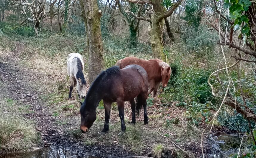 Conservation Grazing at Barton Common