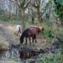 Conservation Grazing at Barton Common